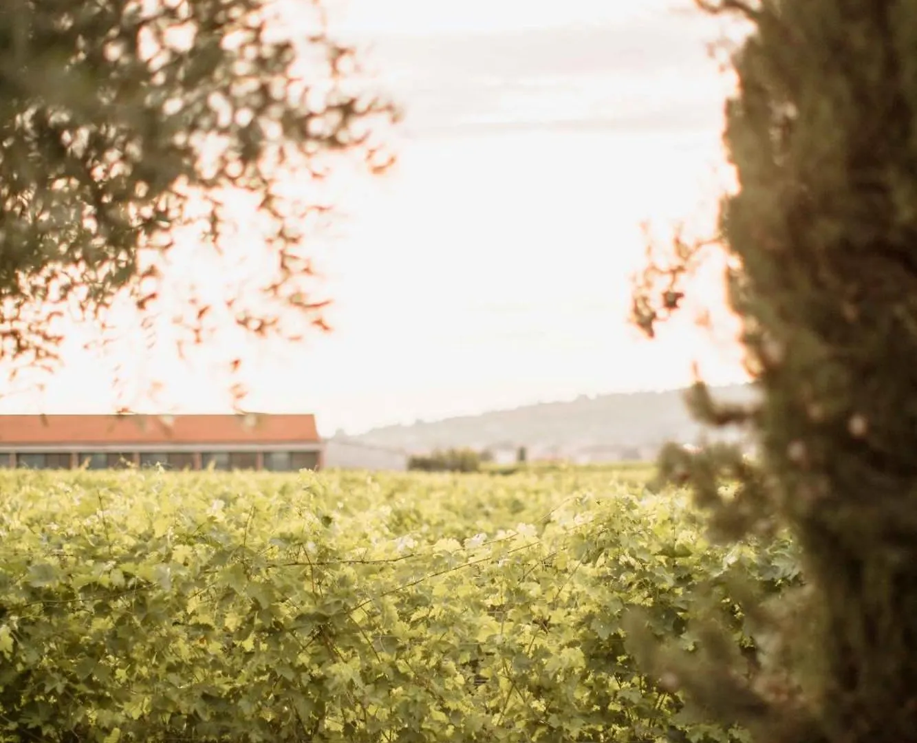 Dimora Buglioni Wine Relais Сан-Пьетро-ин-Карьяно